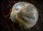 This engorged tick is infected with the bacterium spirochete.